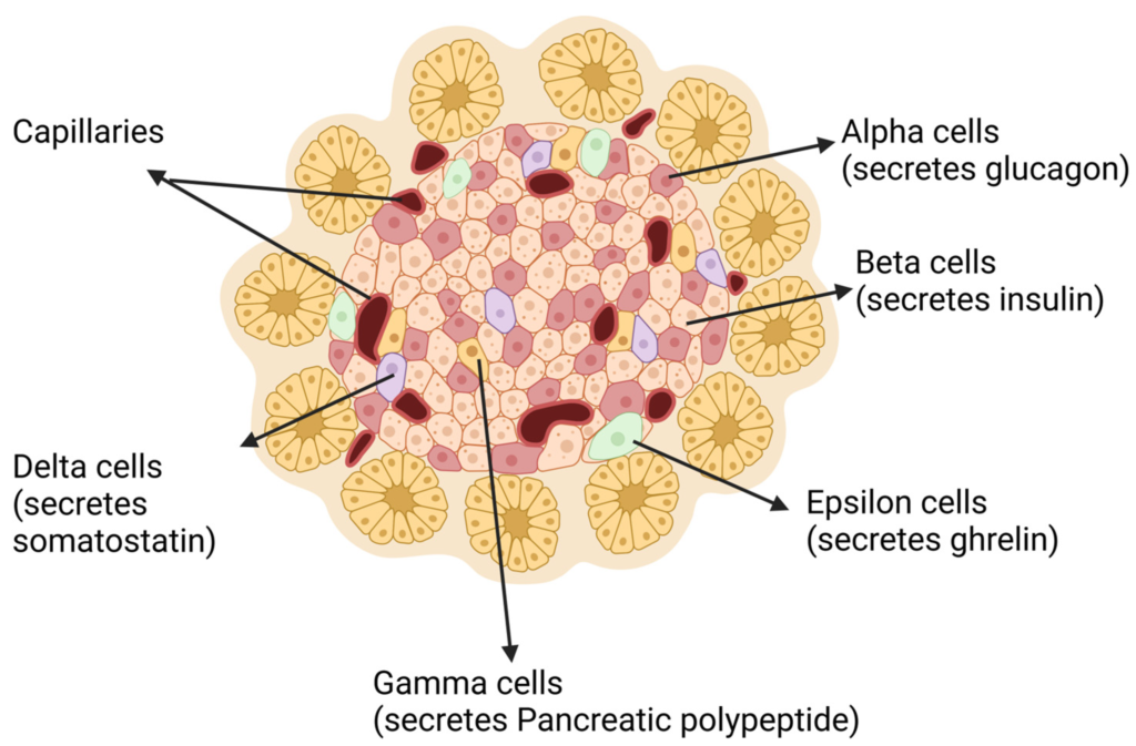 Alpha cells GLP-1 diabetes discovery
