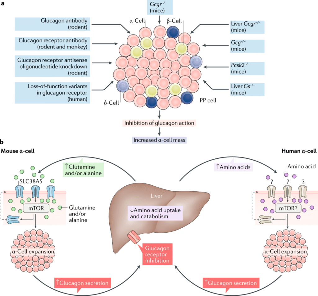 Alpha cells GLP-1 diabetes discovery