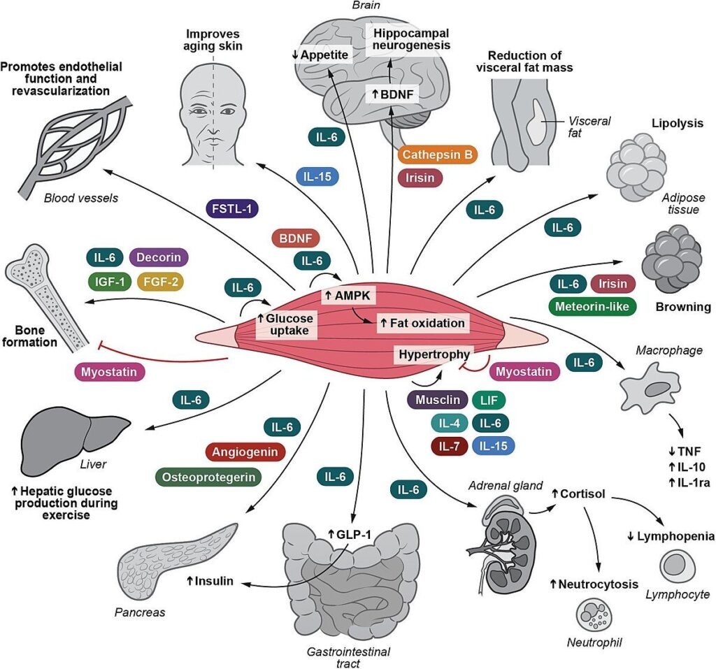Exercise Cancer Cell Growth