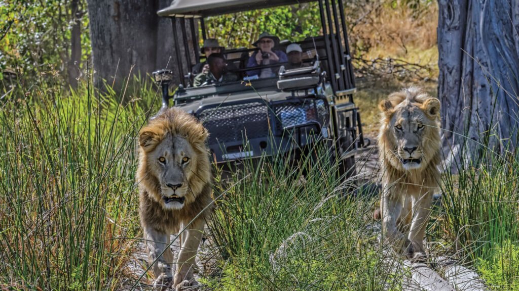 The World Still Has Places Where the Signal Disappears. Here Is Where to Find Them — and Why It Matters More Than Ever 4 Two male lions on a game drive in Botswana